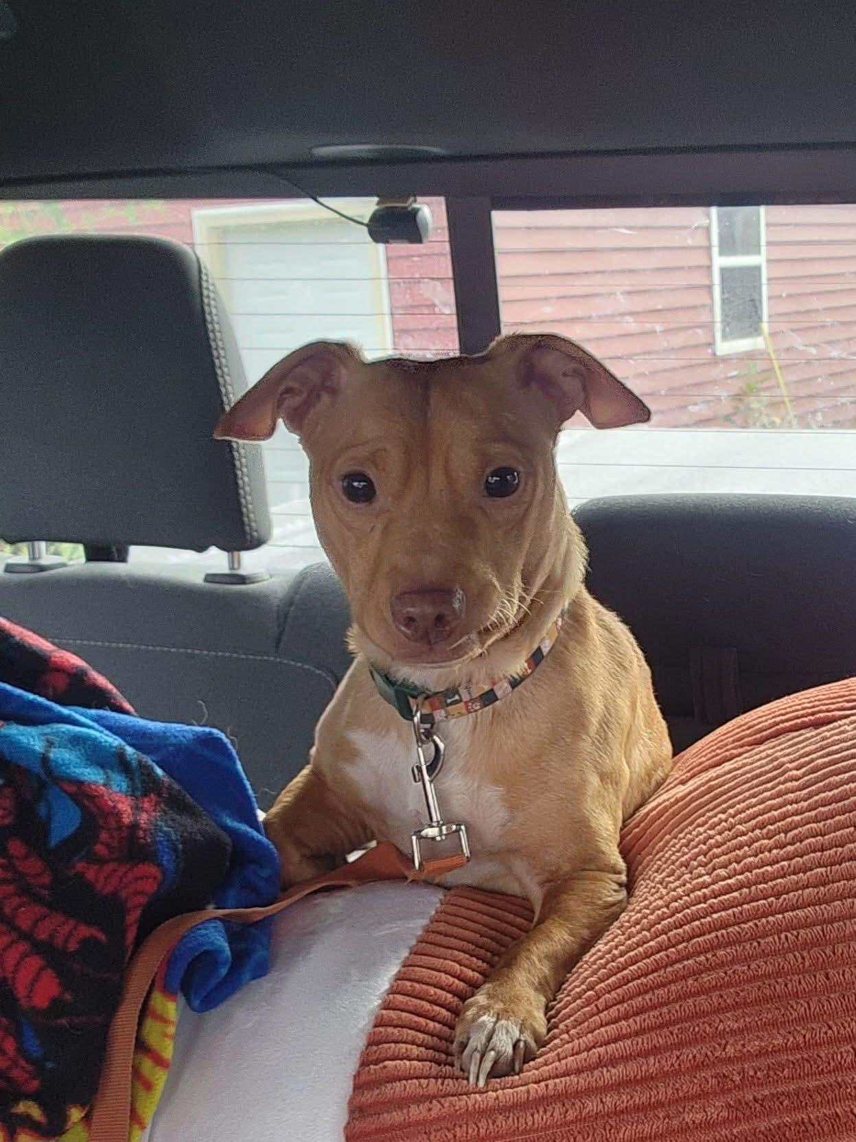 Enlarge Benji, a Adoptable Mixed Breed in East Peoria, IL image 3/5