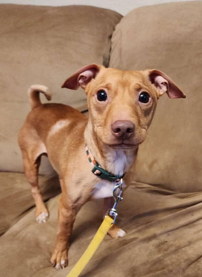 Enlarge Benji, a Adoptable Mixed Breed in East Peoria, IL image 4/5