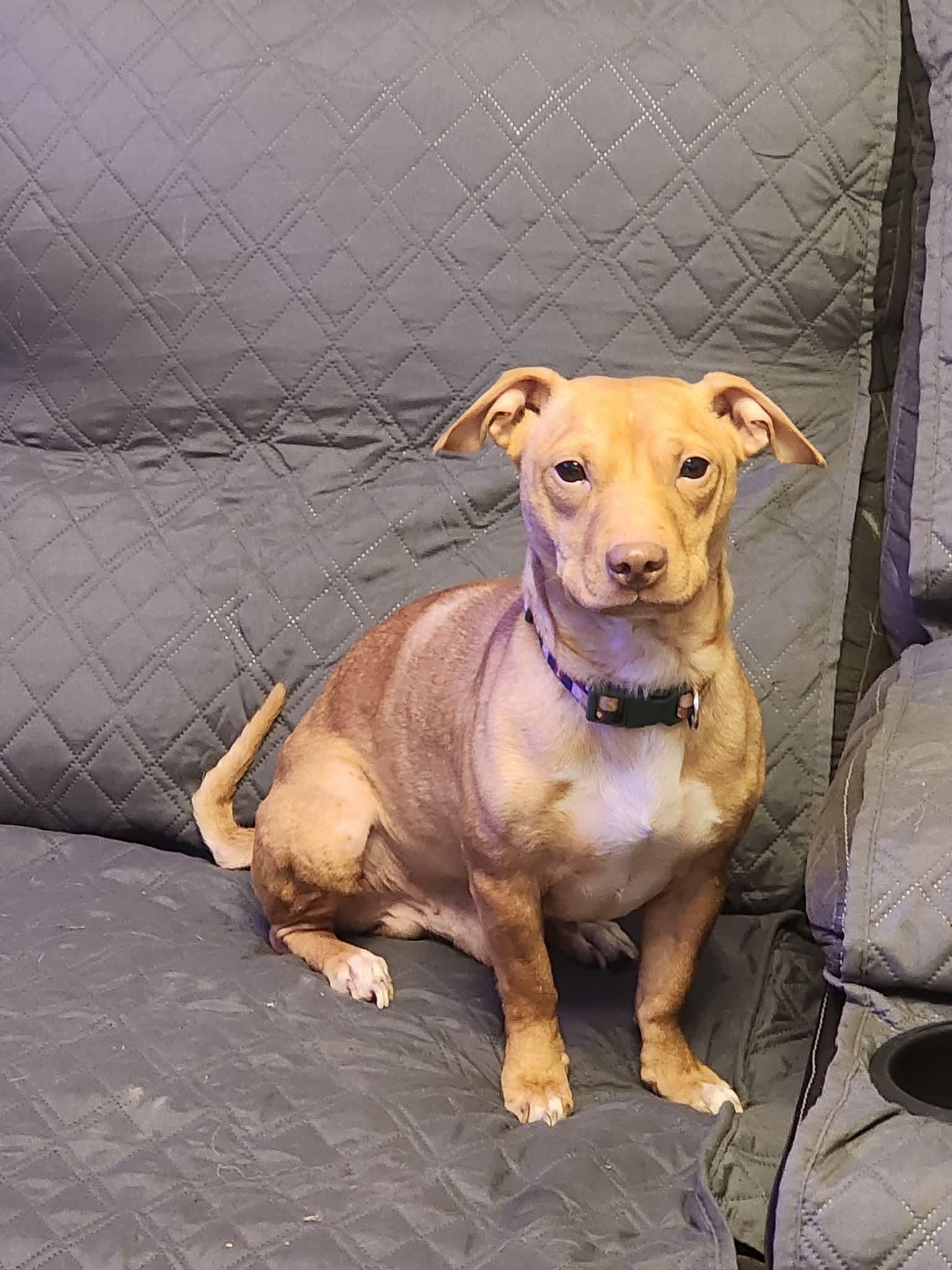 Enlarge Benji, a Adoptable Mixed Breed in East Peoria, IL image 5/5