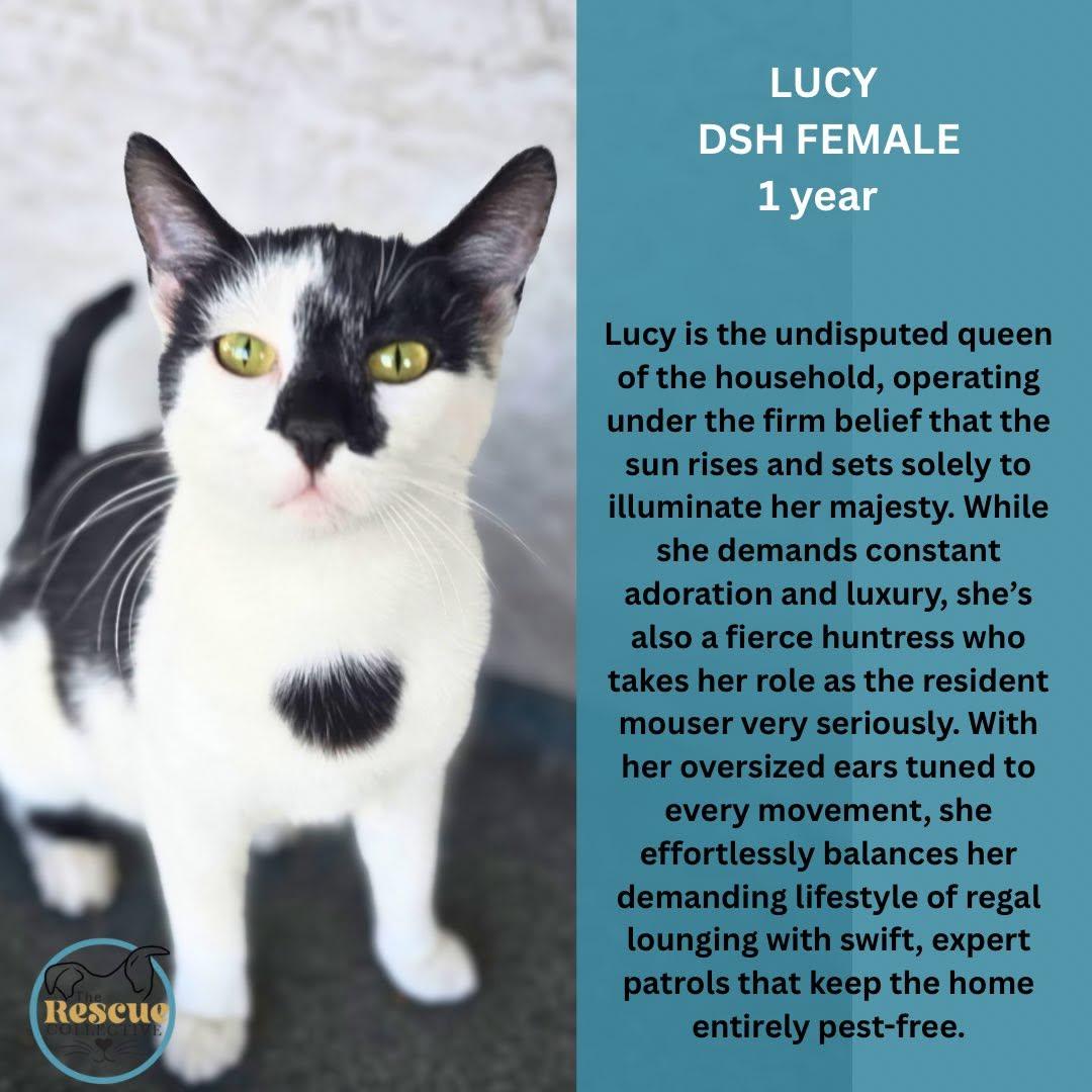 Lucy, Adopted, Adult Female Domestic Short Hair.