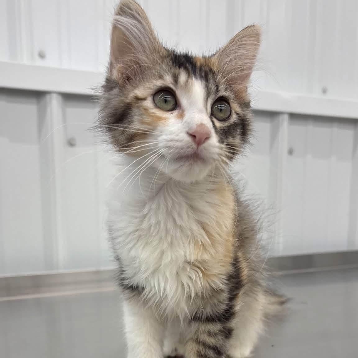 Astra, ADOPTABLE, Kitten Female Domestic Long Hair.