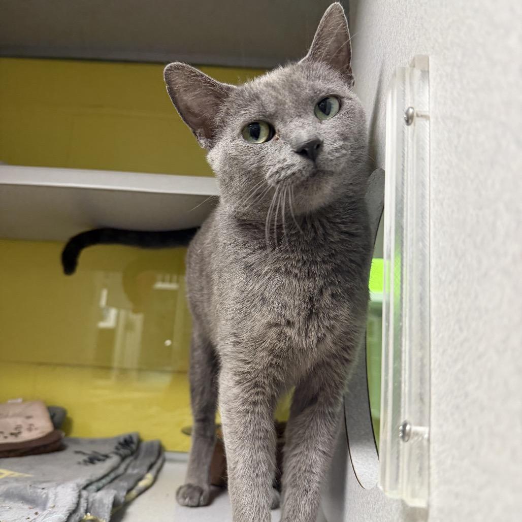 Sugar Cookie Martini, Adoptable, Adult Female Domestic Short Hair.