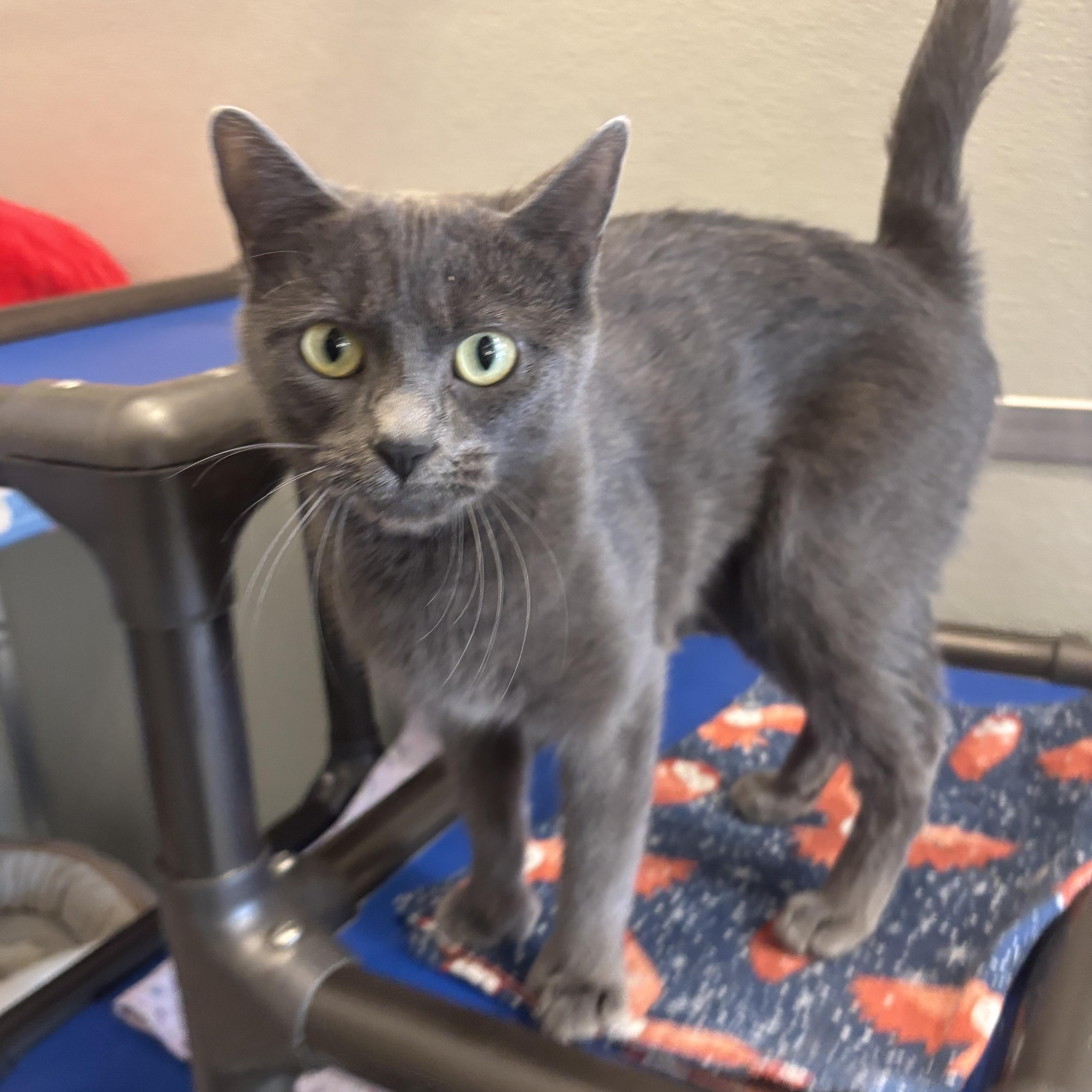 Penelope thumbnail 2