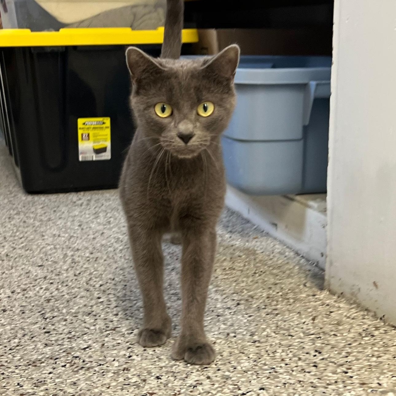 Penelope thumbnail 2