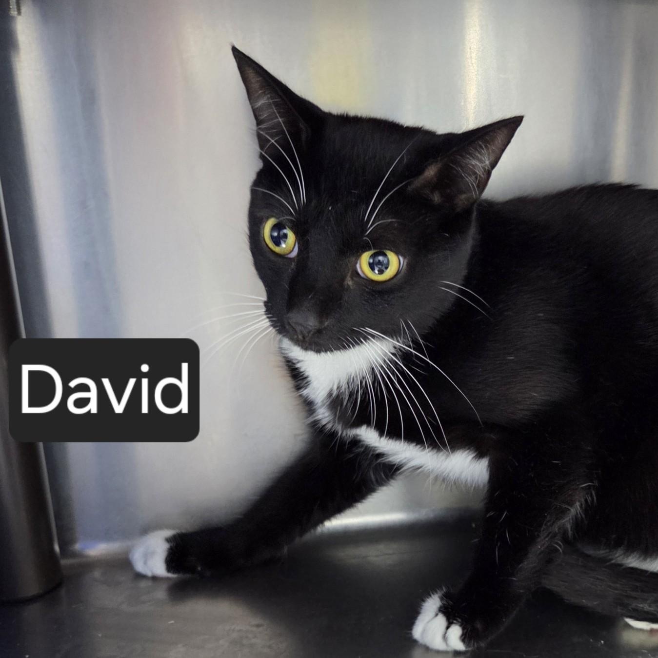 David, Adoptable, Young Male Domestic Short Hair.