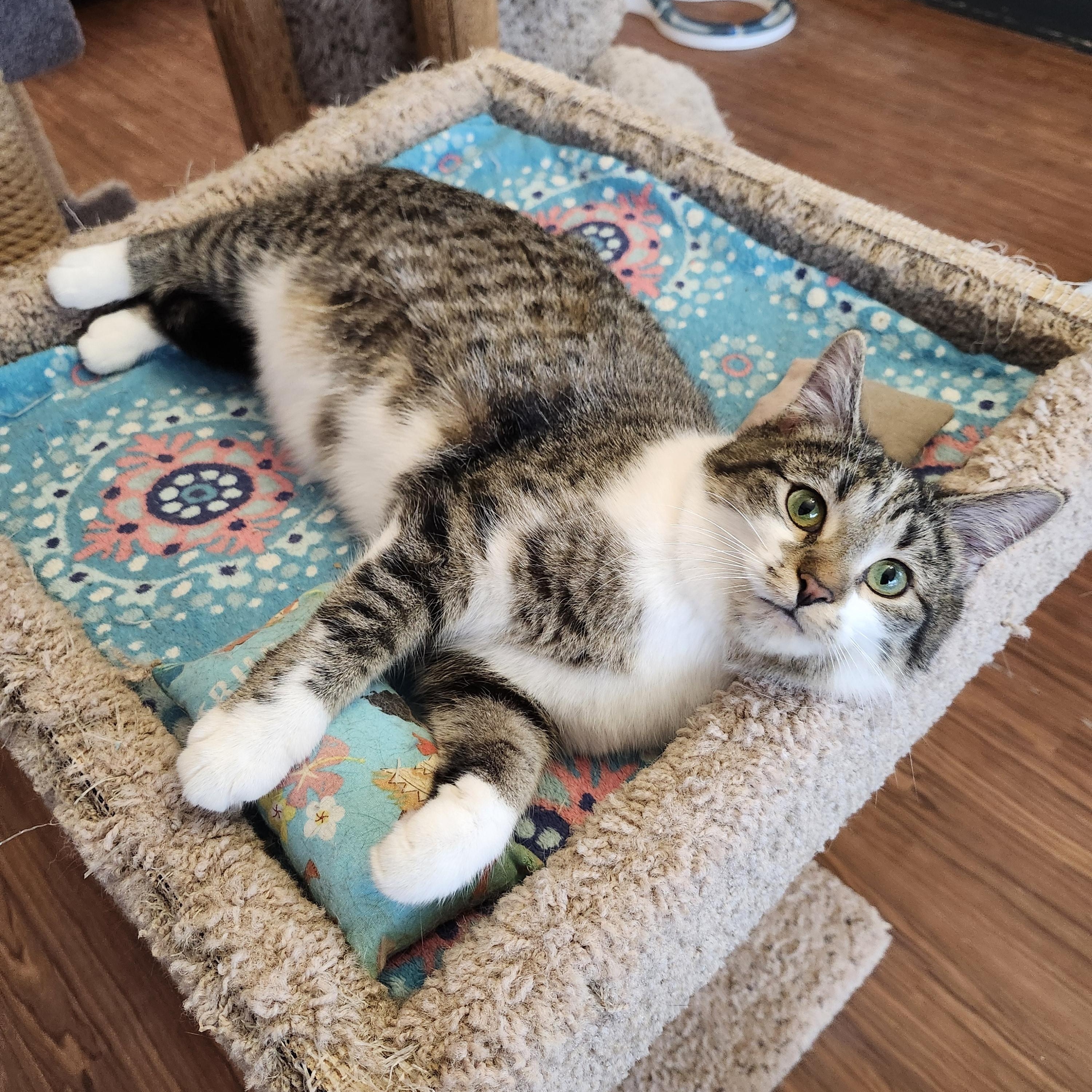 Enlarge Markie, an adopted mixed breed in Wild Rose, WI image 2/6