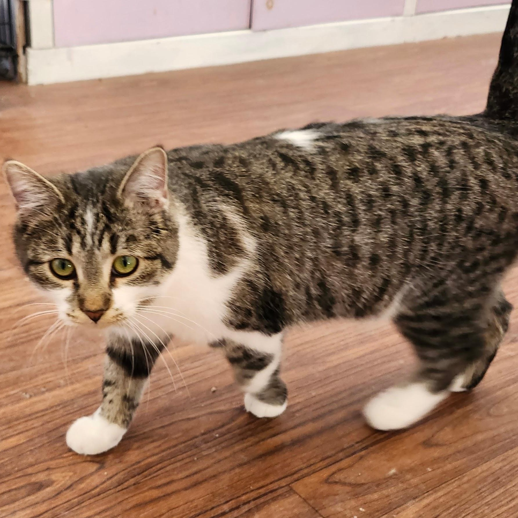 Enlarge Markie, an adopted mixed breed in Wild Rose, WI image 6/6