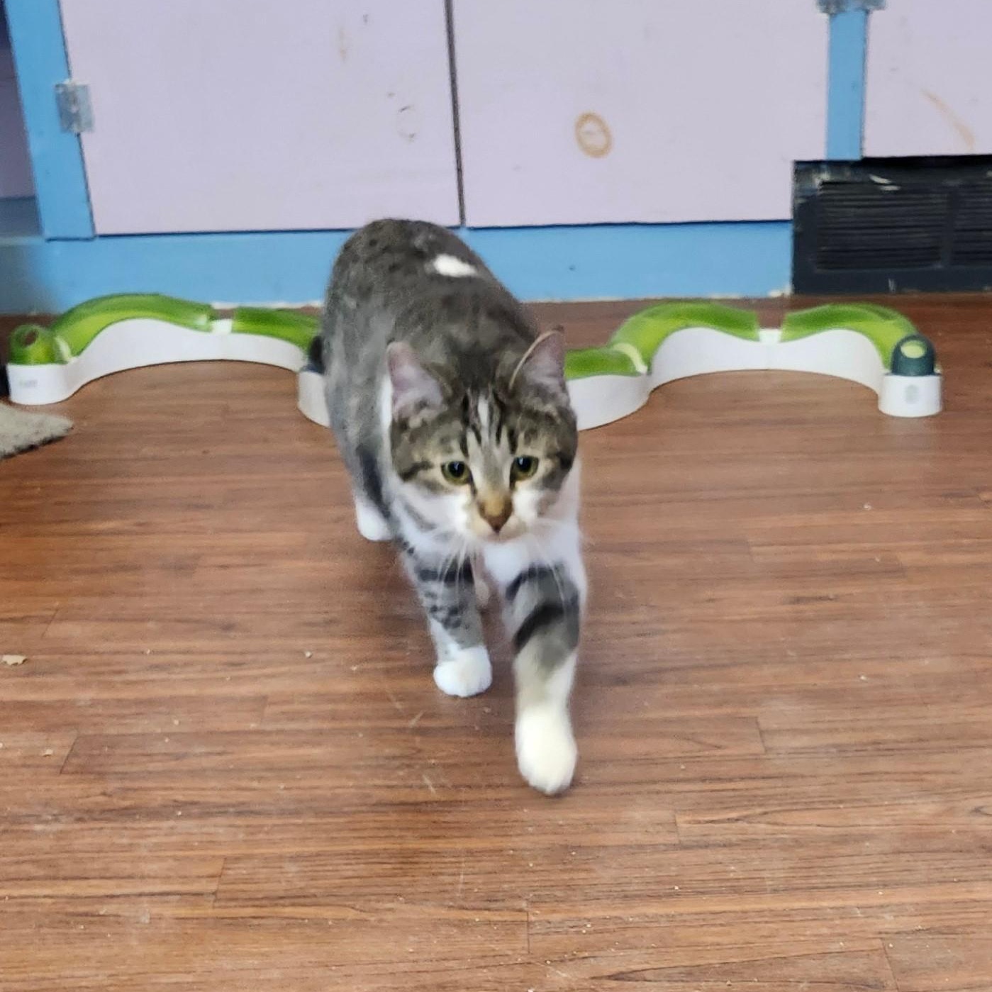 Enlarge Markie, an adopted mixed breed in Wild Rose, WI image 3/6