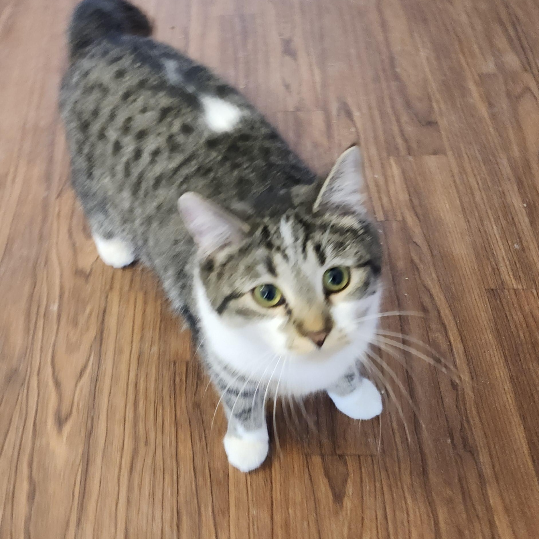 Enlarge Markie, an adopted mixed breed in Wild Rose, WI image 4/6