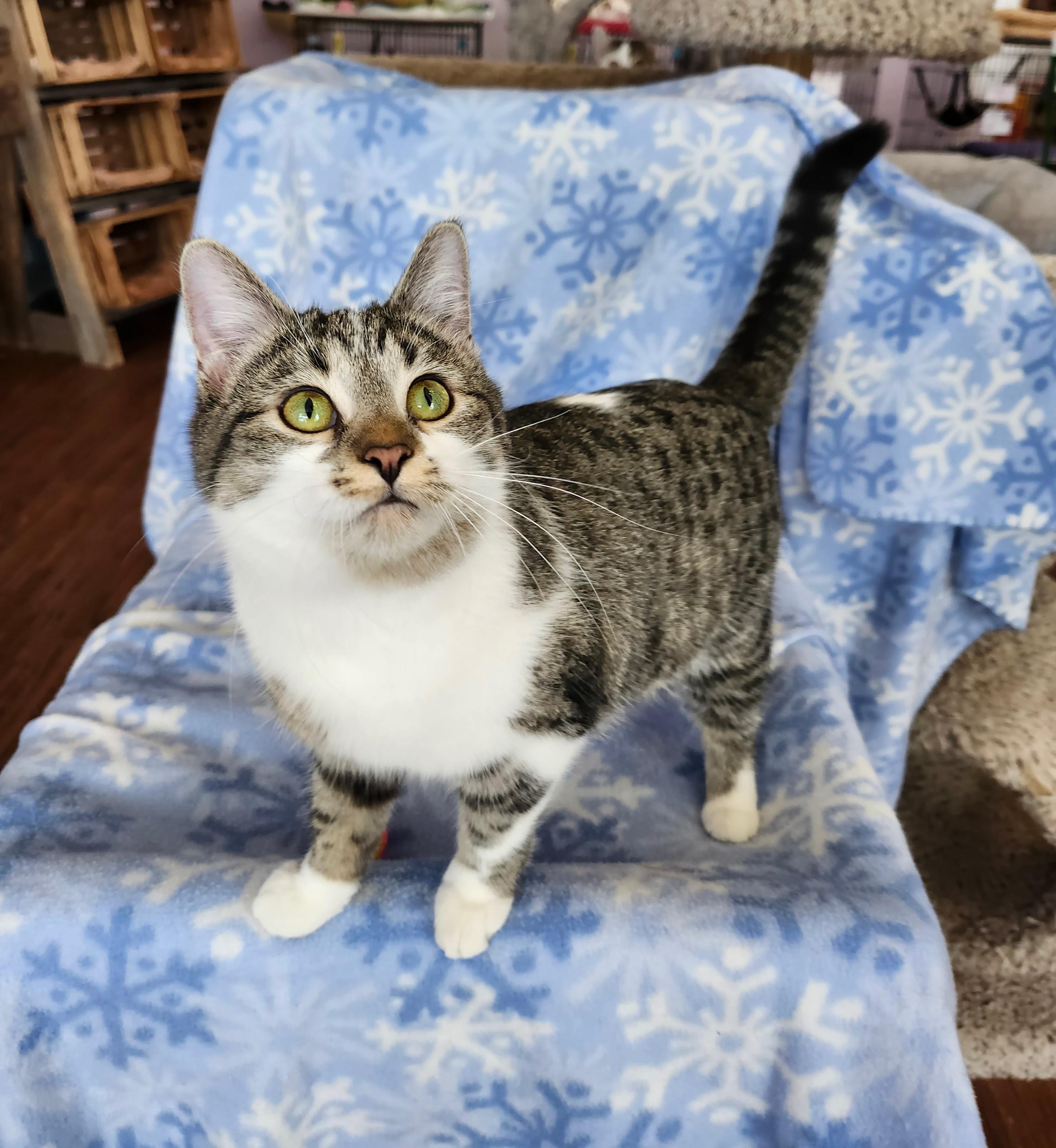 Enlarge Markie, an adopted mixed breed in Wild Rose, WI image 5/6