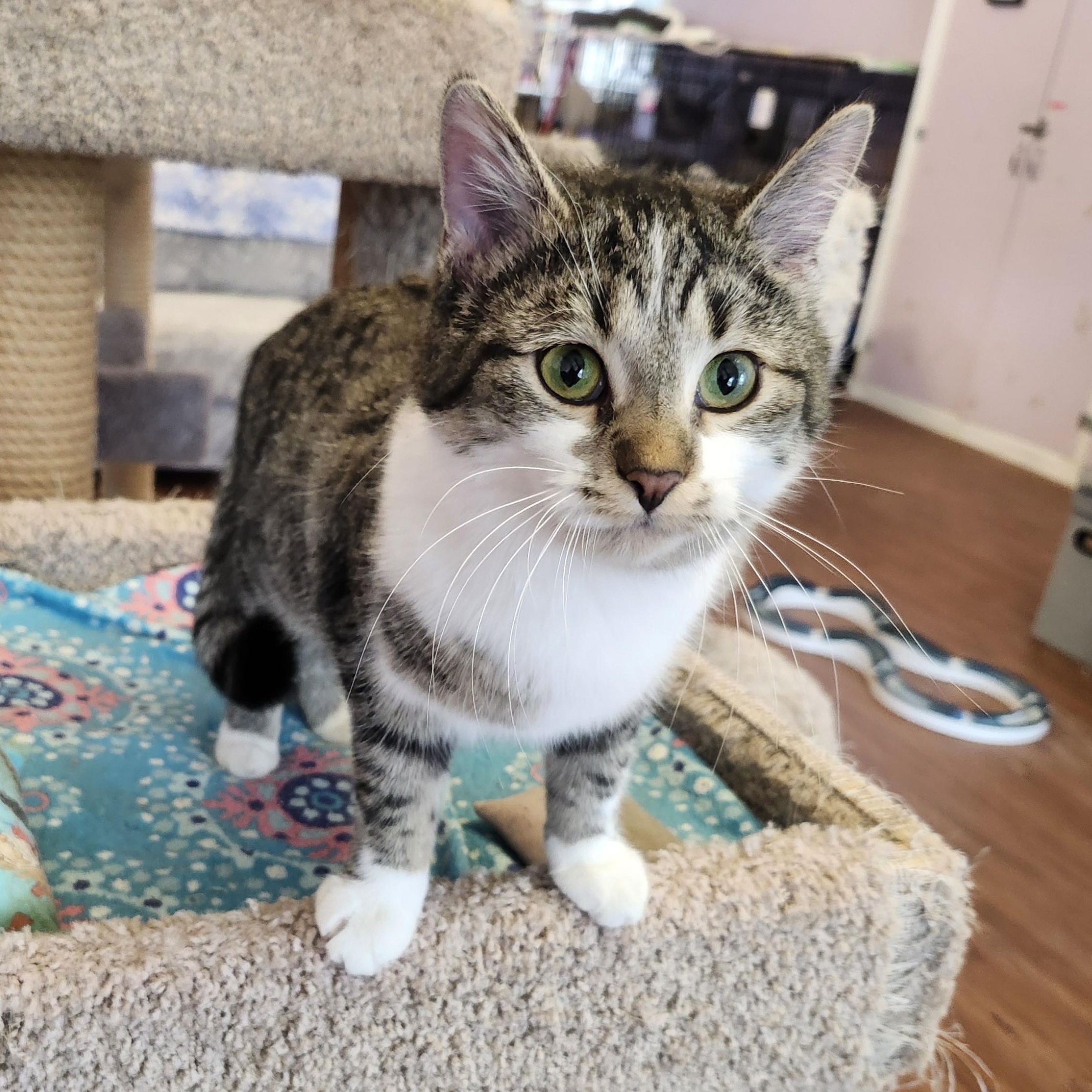 Markie, adopted, Young Female Tabby.