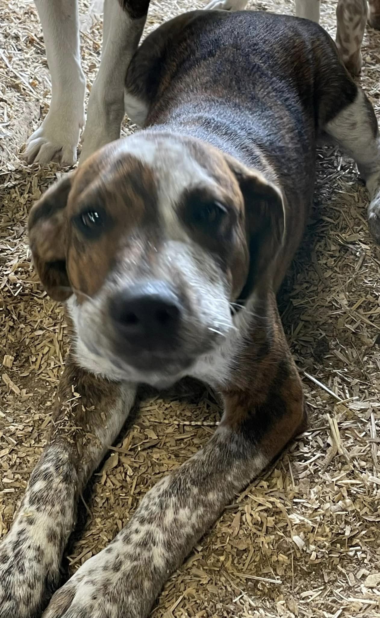 Enlarge Bowie, a Adoptable mixed breed in Plainfield, IN image 3/4