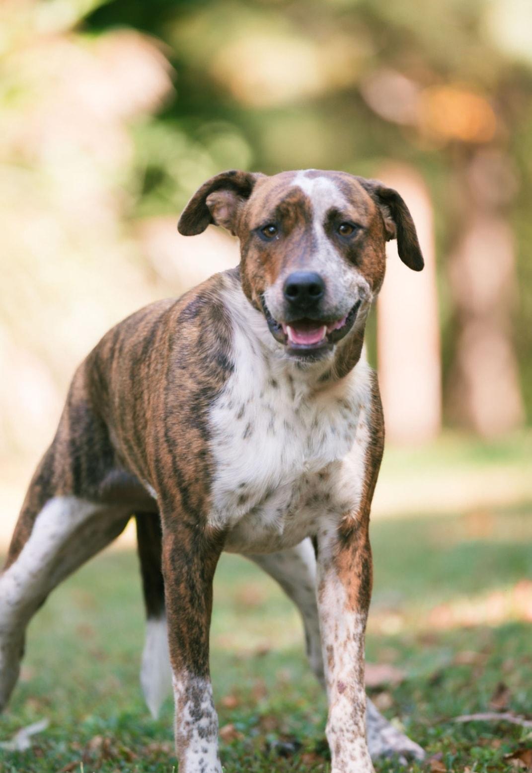 Enlarge Bowie, a Adoptable mixed breed in Plainfield, IN image 1/4