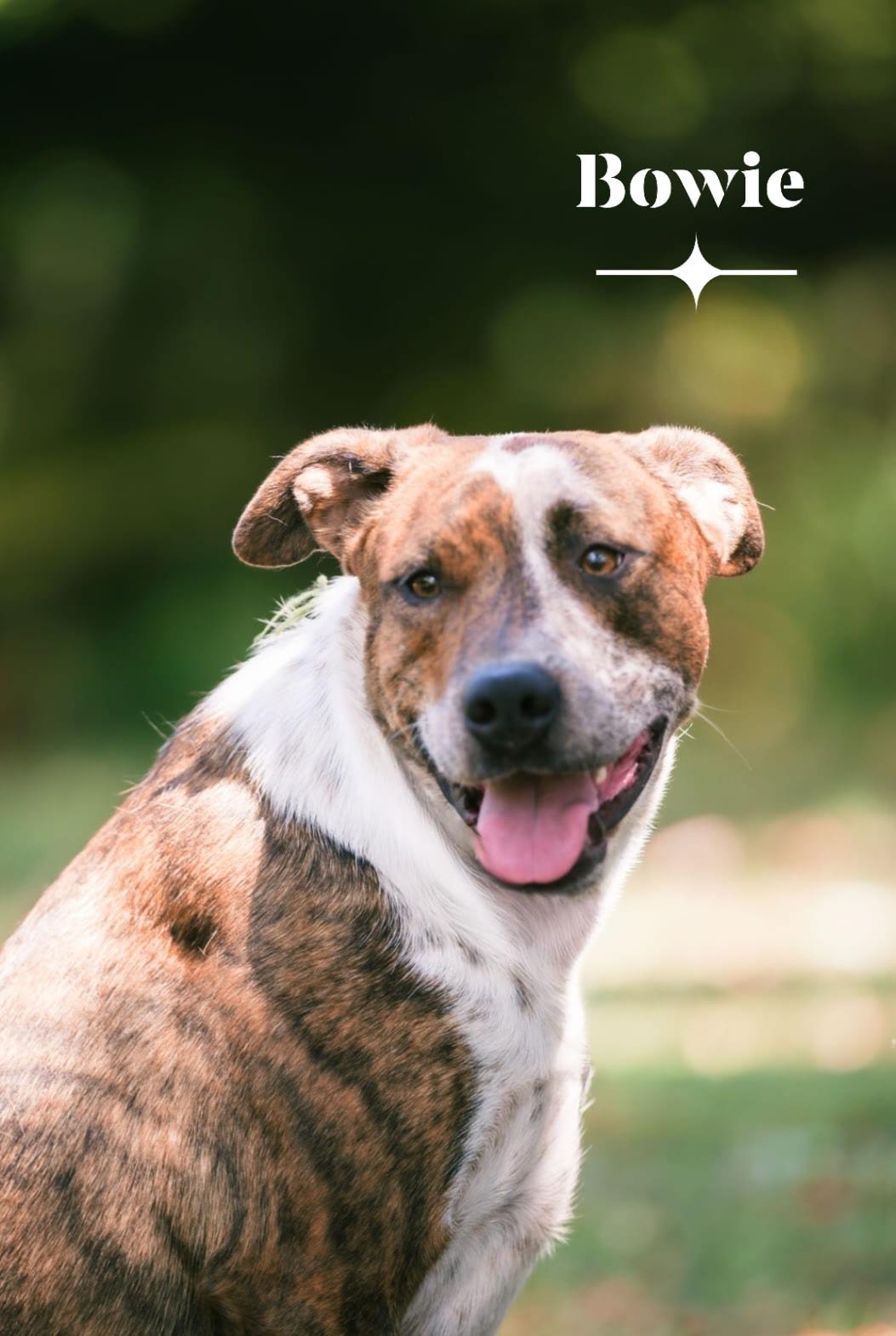 Enlarge Bowie, a Adoptable mixed breed in Plainfield, IN image 4/4