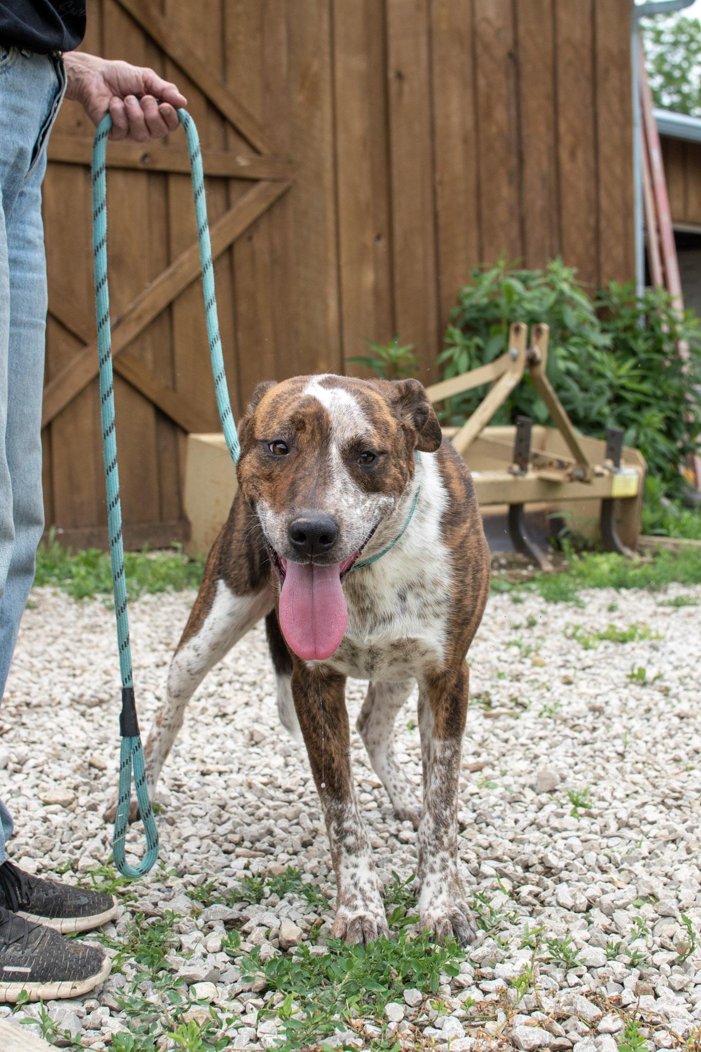 Bowie, Adoptable, Young Male Australian Cattle Dog / Blue Heeler & Pit Bull Terrier.