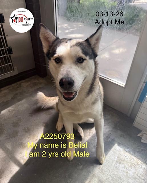 BELIAL, Adoptable, Young Male Siberian Husky & Pit Bull Terrier.