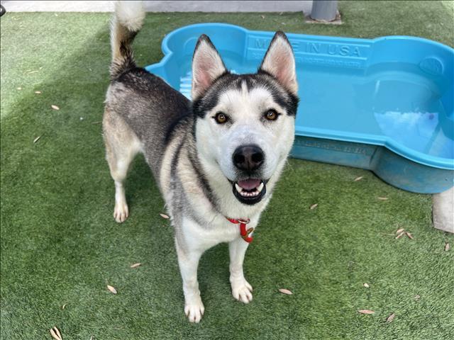 BELIAL, Adoptable, Adult Male Siberian Husky & Pit Bull Terrier.