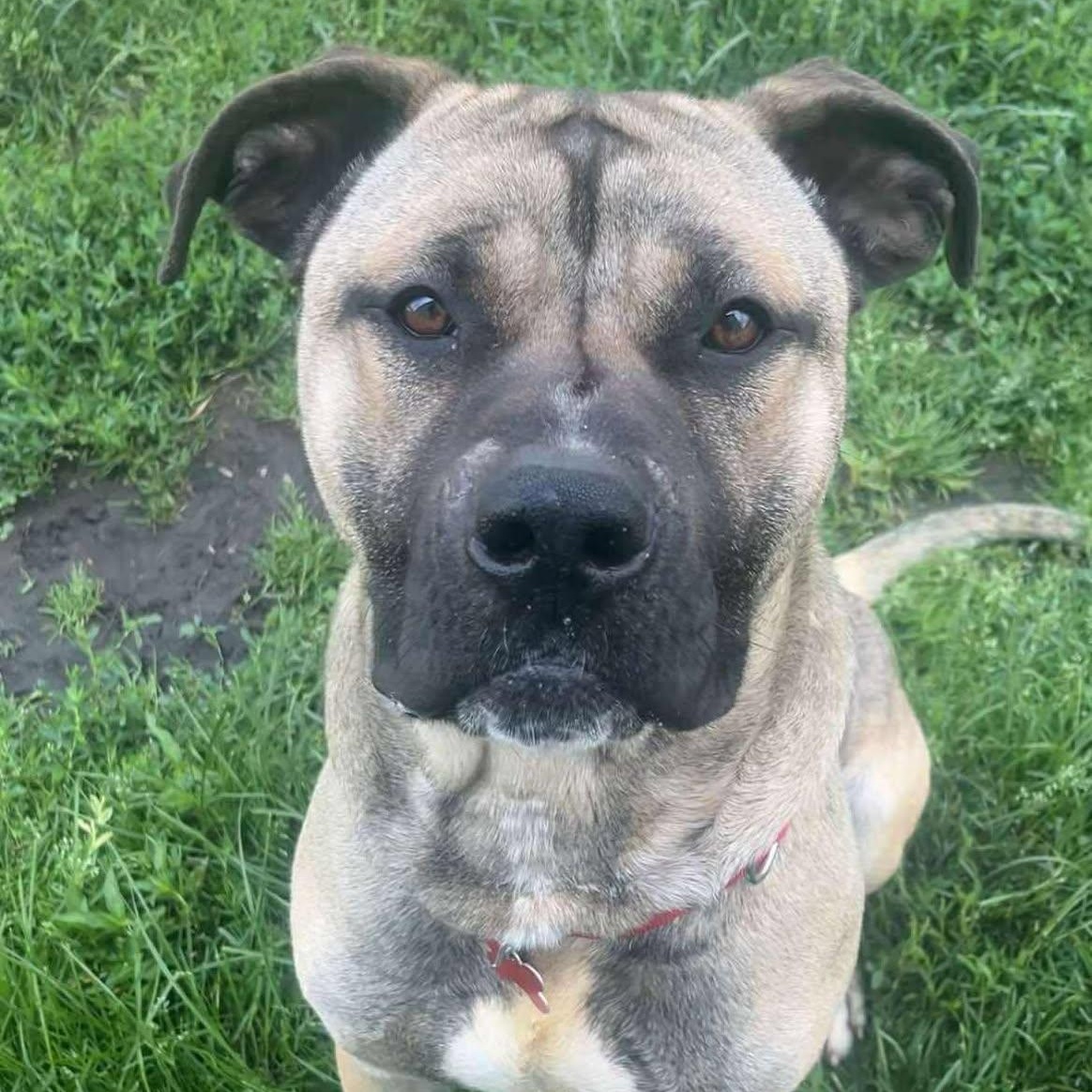 Turnip, an adoptable Boerboel in Valparaiso, IN, 46383 | Photo Image 4