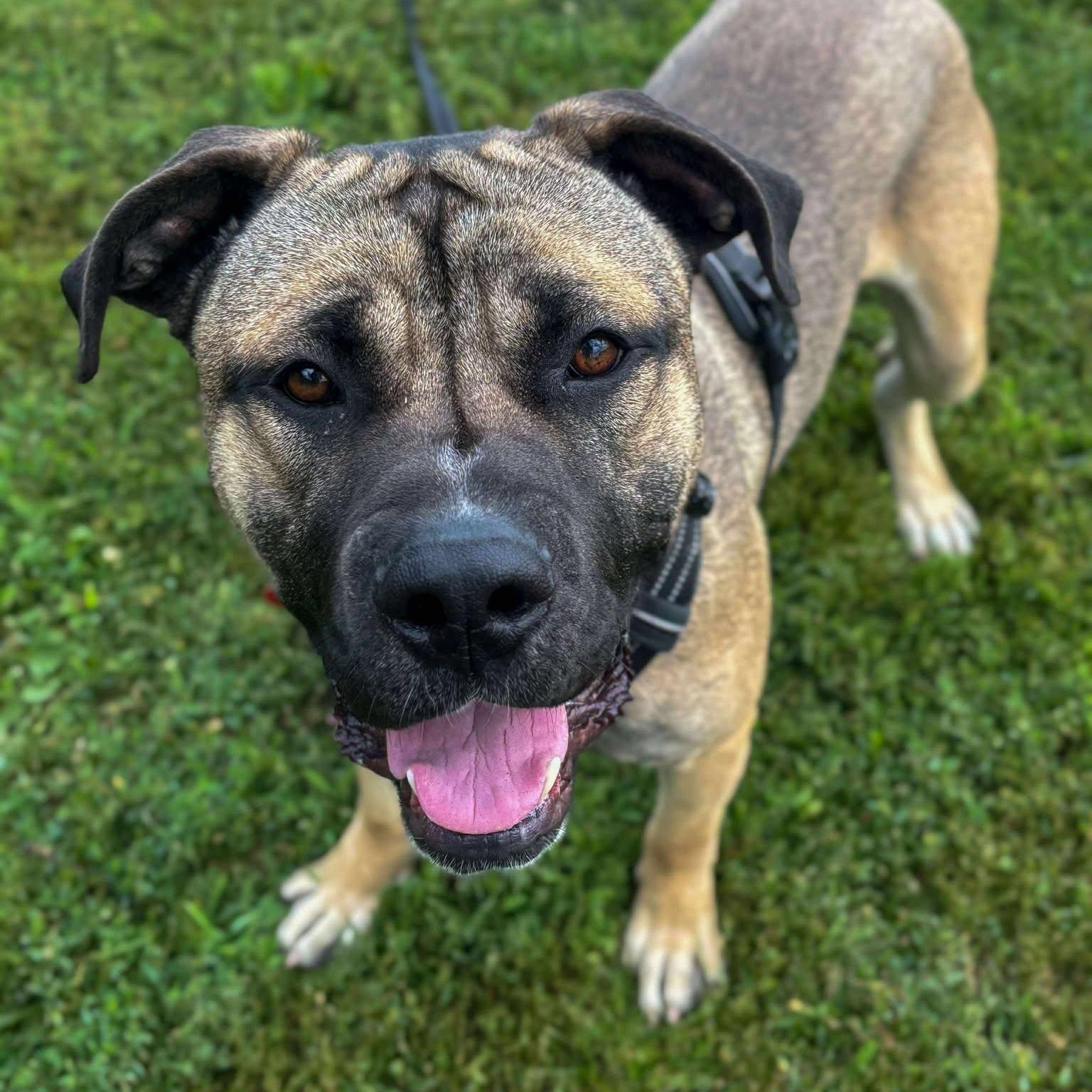 Turnip, an adoptable Boerboel in Valparaiso, IN, 46383 | Photo Image 1