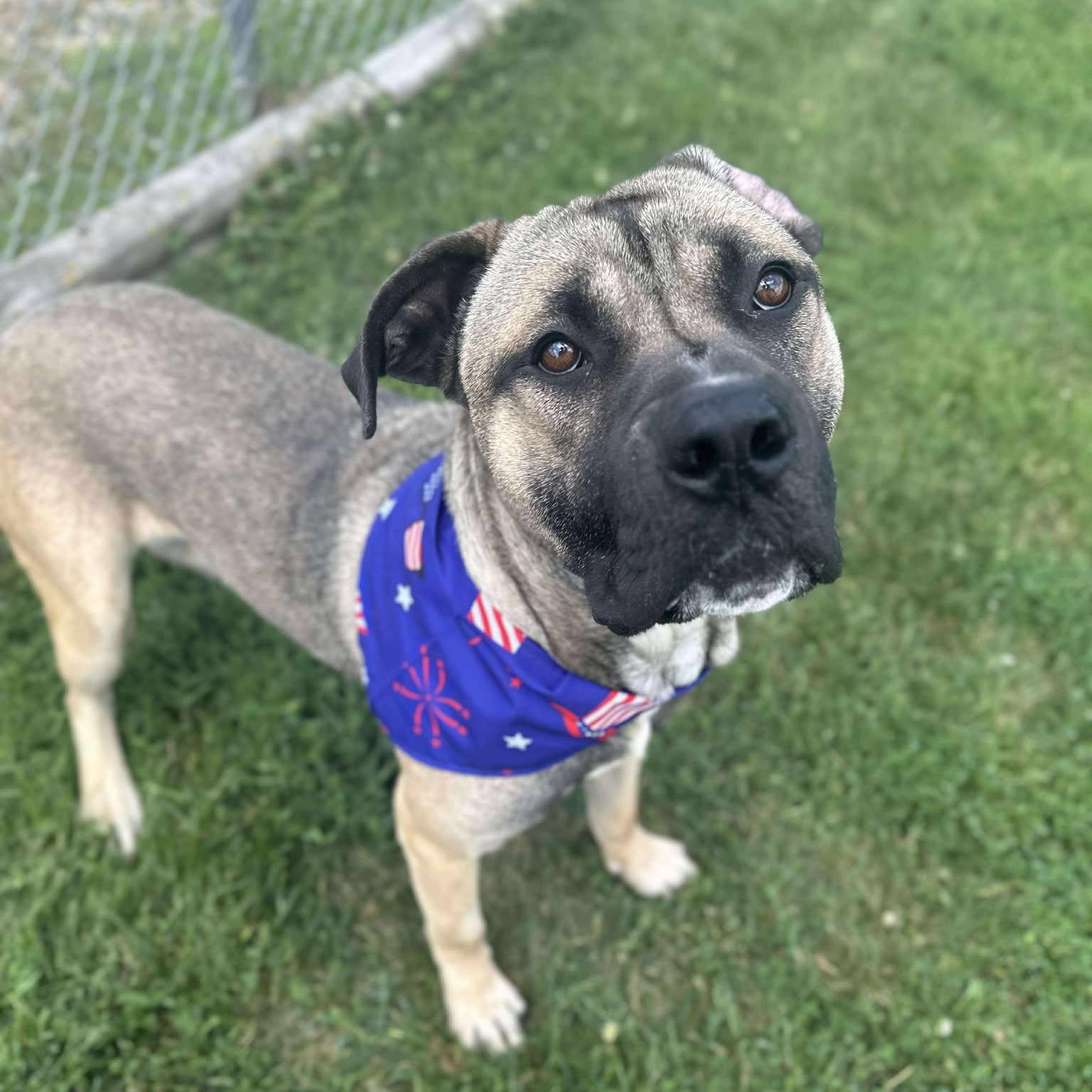 Turnip, an adoptable Boerboel in Valparaiso, IN, 46383 | Photo Image 2