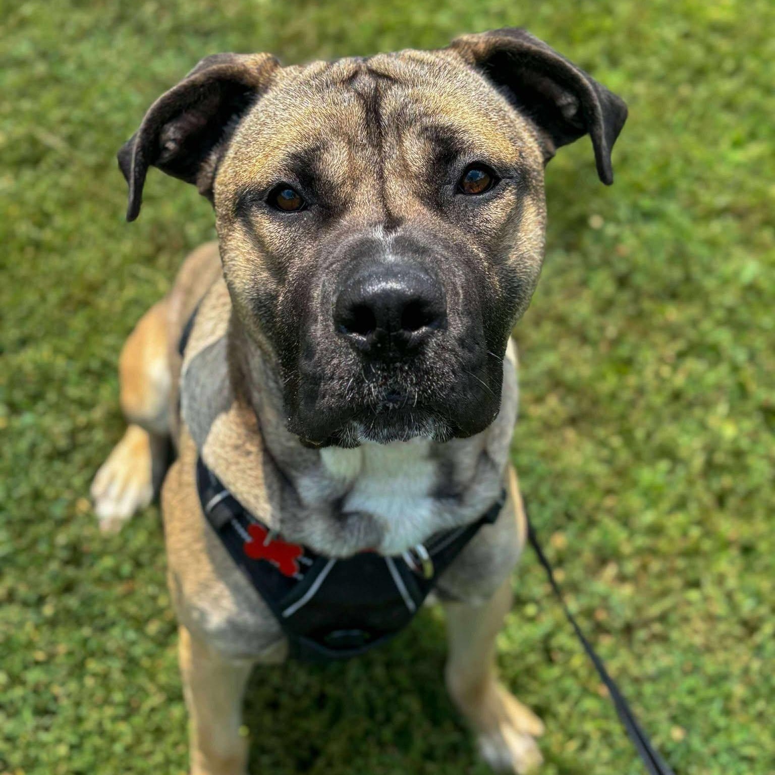 Turnip, an adoptable Boerboel in Valparaiso, IN, 46383 | Photo Image 3