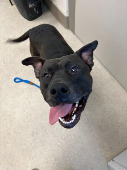 GARGAMEL, Adoptable, Young Male Pit Bull Terrier.