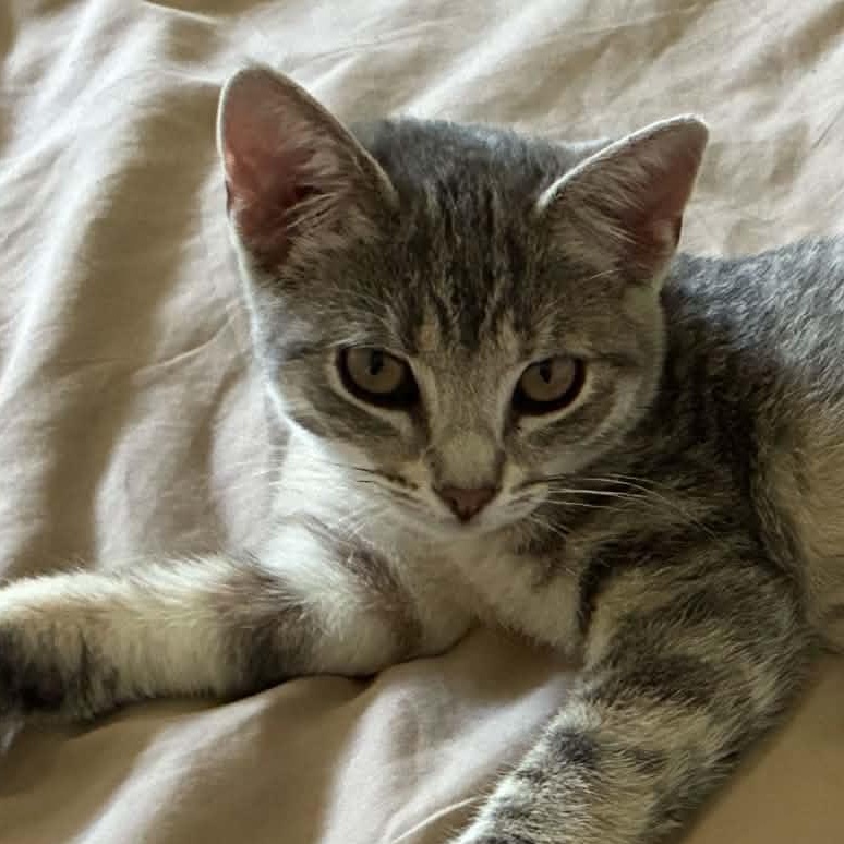 Phantom, adopted, Kitten Female Domestic Short Hair.