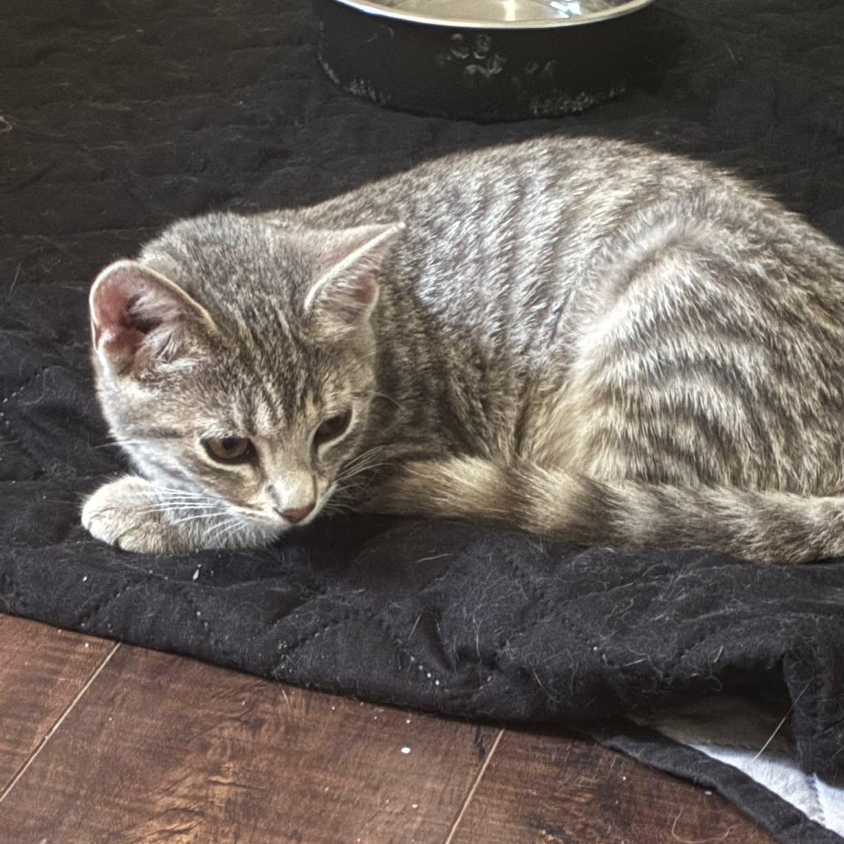 Enlarge Phantom, an adopted Domestic Short Hair in Wakefield, QC image 3/4