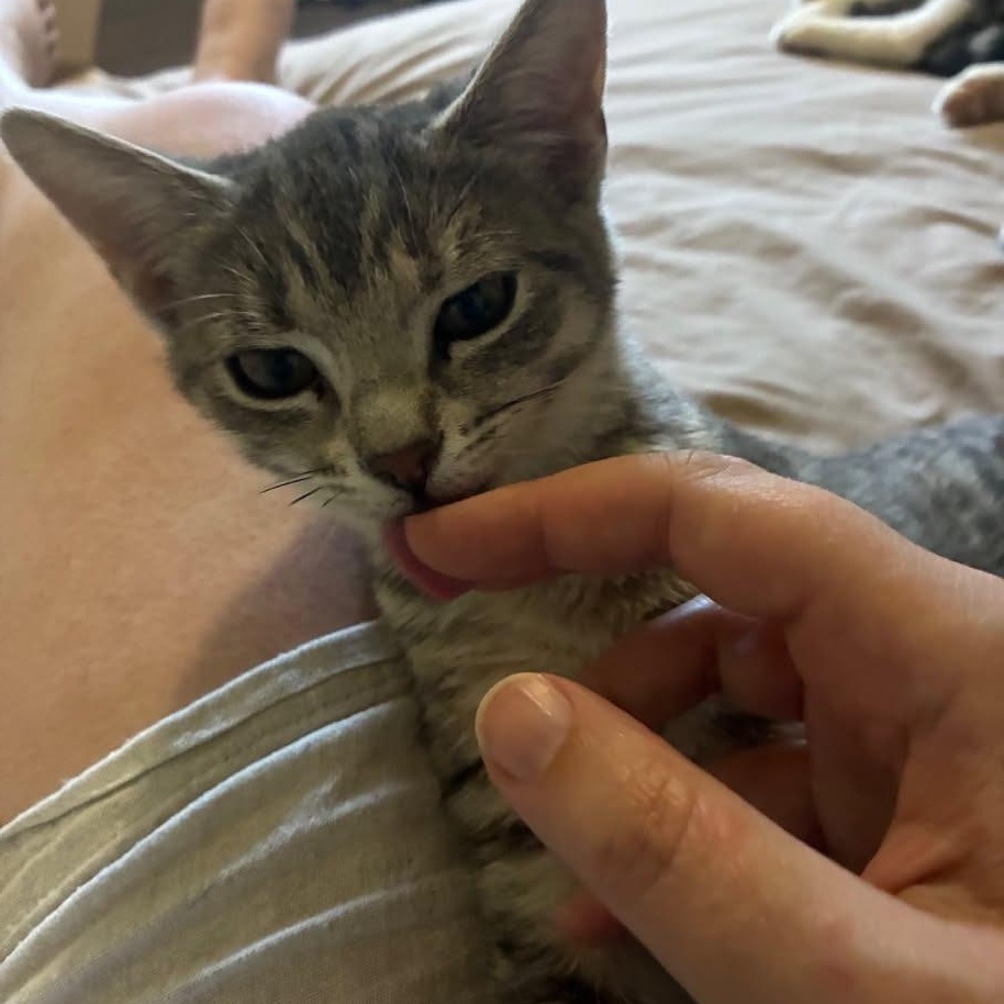 Enlarge Phantom, an adopted Domestic Short Hair in Wakefield, QC image 2/4
