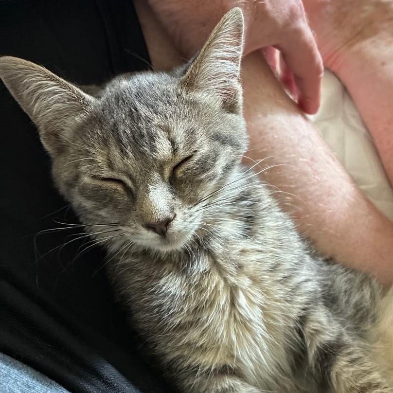 Enlarge Phantom, an adopted Domestic Short Hair in Wakefield, QC image 4/4
