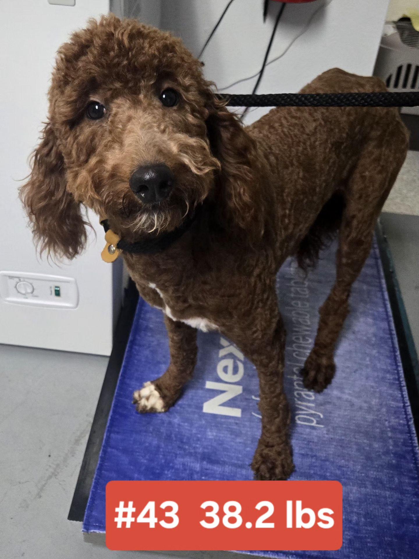 JANICE   $425, adopted, Adult Female Goldendoodle.