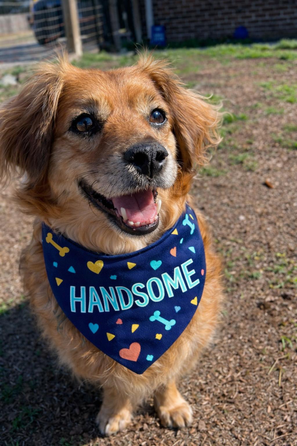 Enlarge SKEETER, a Adoptable mixed breed in Evans, GA image 2/6