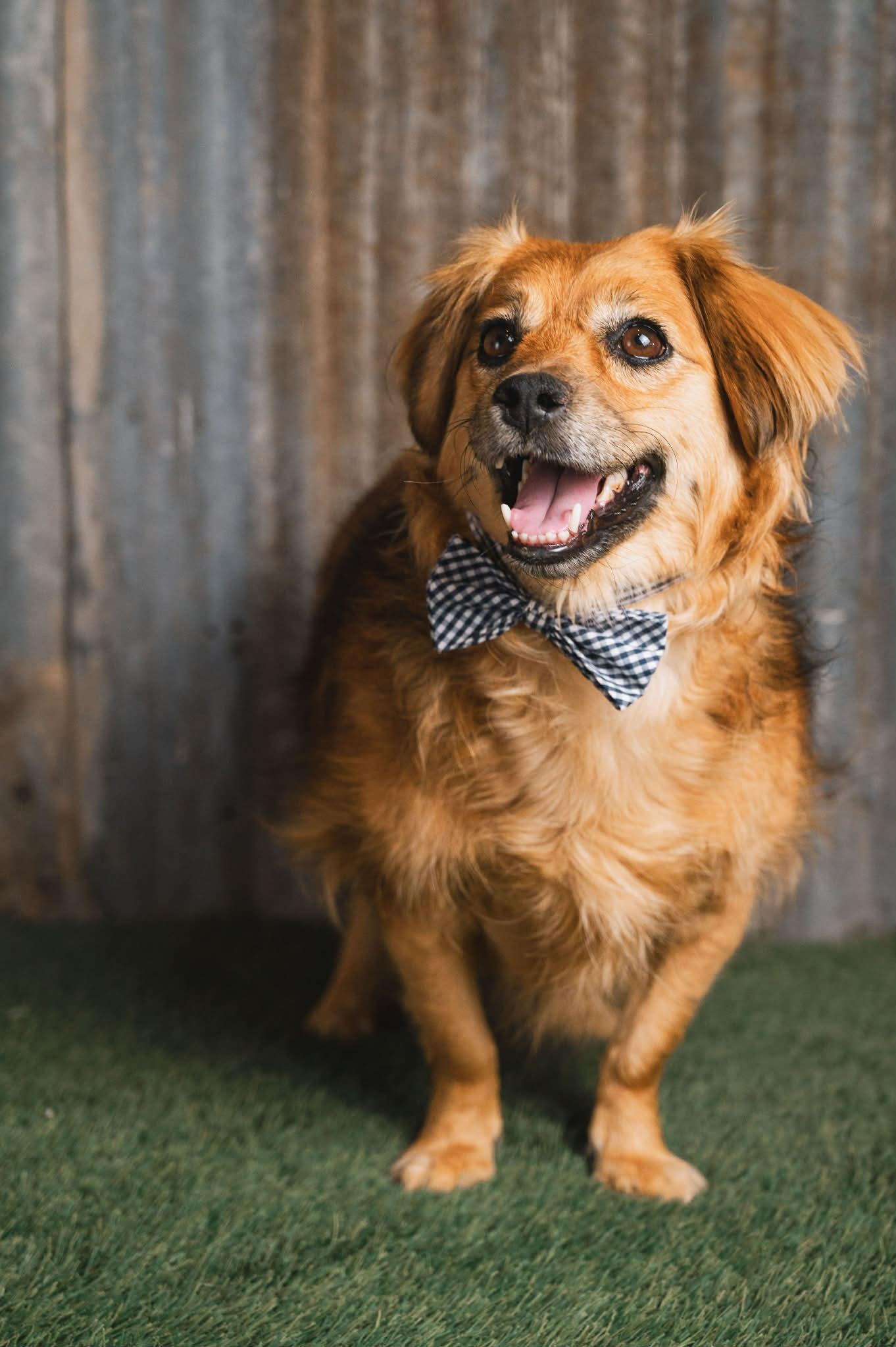 SKEETER, Adoptable, Adult Male Dachshund (Long Haired).