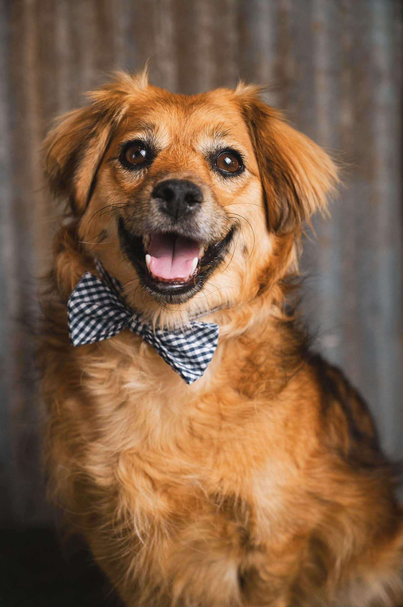 Enlarge SKEETER, a Adoptable mixed breed in Evans, GA image 6/6