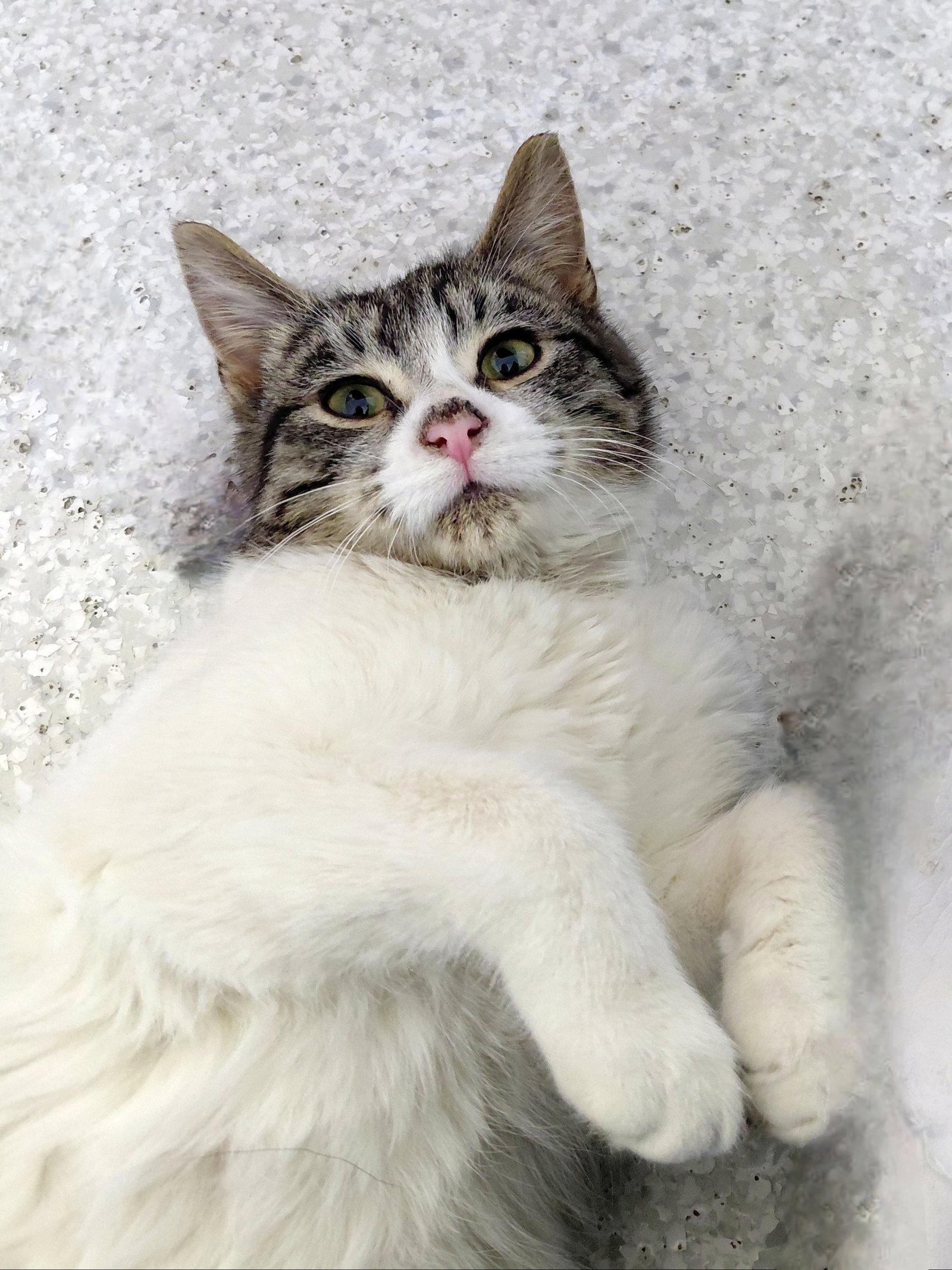 Enlarge Rogers @ The Cat's Brew, a Adopted mixed breed in Montello, WI image 1/3