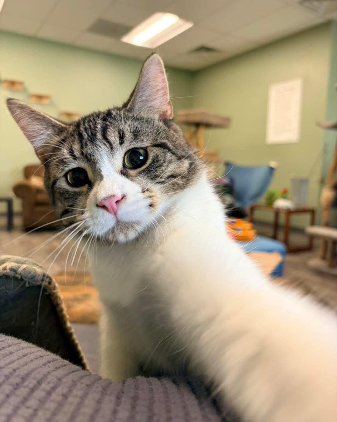 Enlarge Rogers @ The Cat's Brew, a Adopted mixed breed in Montello, WI image 2/3