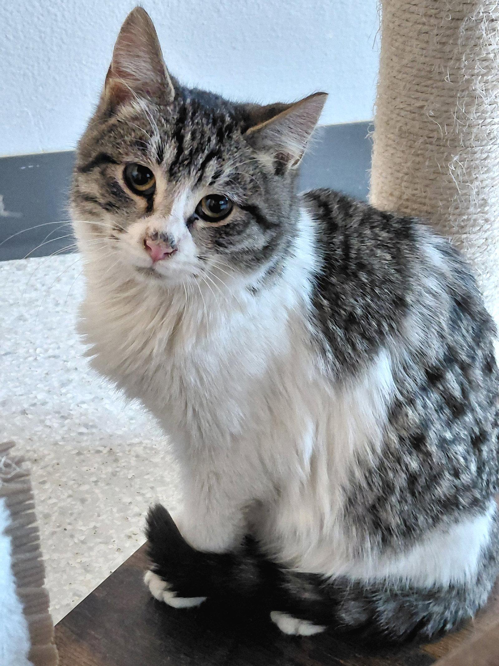 Enlarge Rogers @ The Cat's Brew, a Adopted mixed breed in Montello, WI image 3/3