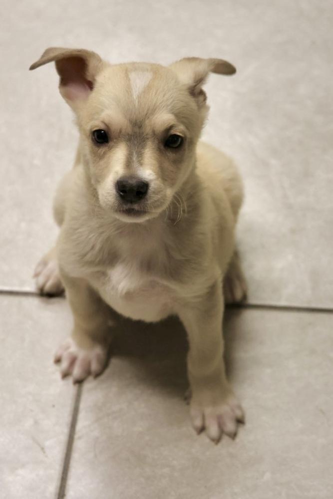 Tofu, a ADOPTABLE Mixed Breed in TUCSON, AZ image 2/2