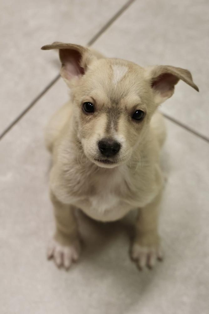 Tofu, a ADOPTABLE Mixed Breed in TUCSON, AZ image 1/2