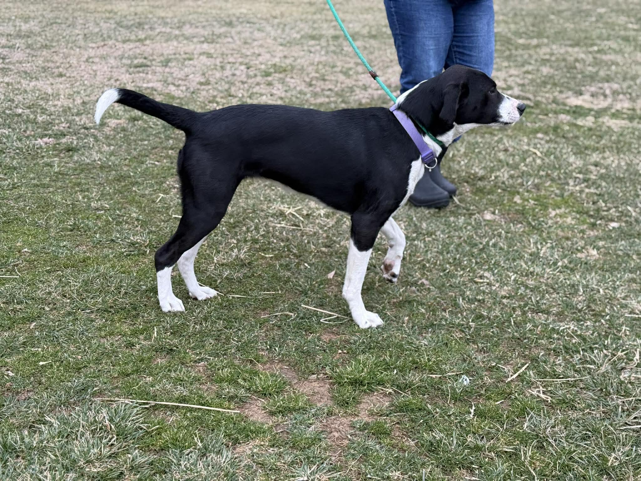 Enlarge Maggy, a ADOPTABLE mixed breed in Homer Glen, IL image 2/2