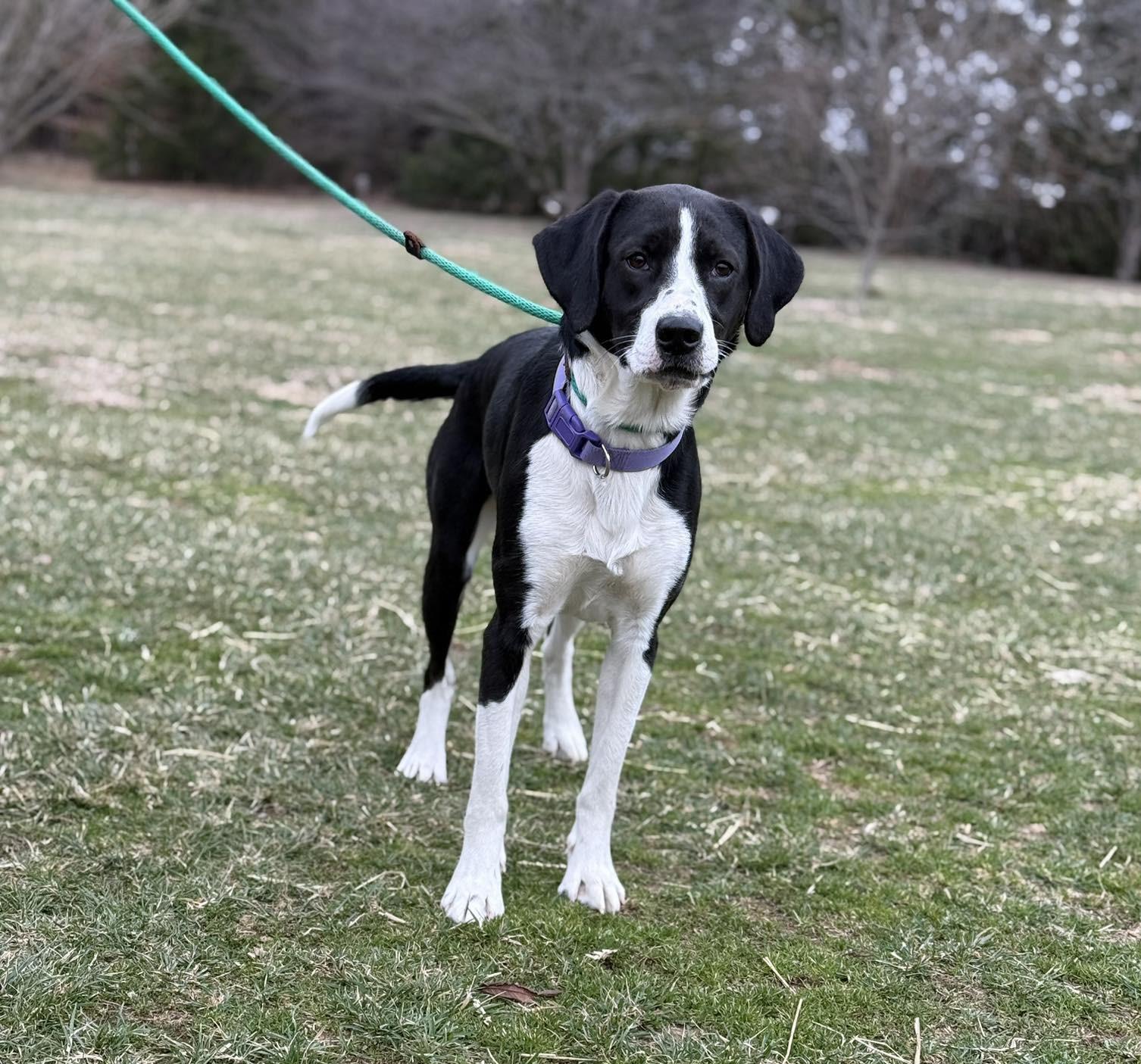 Enlarge Maggy, a ADOPTABLE mixed breed in Homer Glen, IL image 1/2