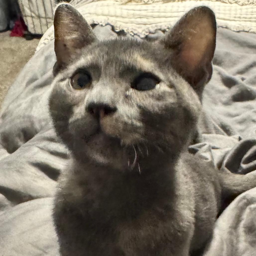 Enlarge Gwen, a Adoptable Domestic Short Hair in Houston, TX image 1/1