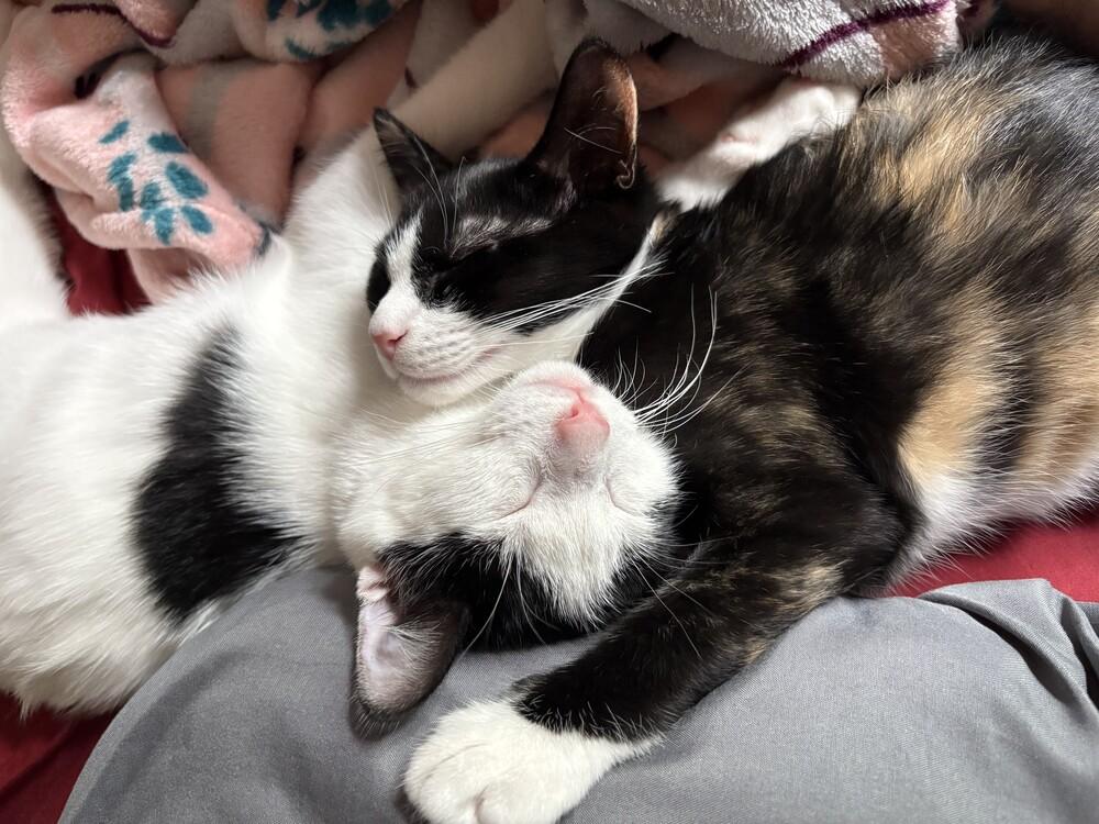 Fawn, Adoptable, Kitten Female Calico & Domestic Short Hair.