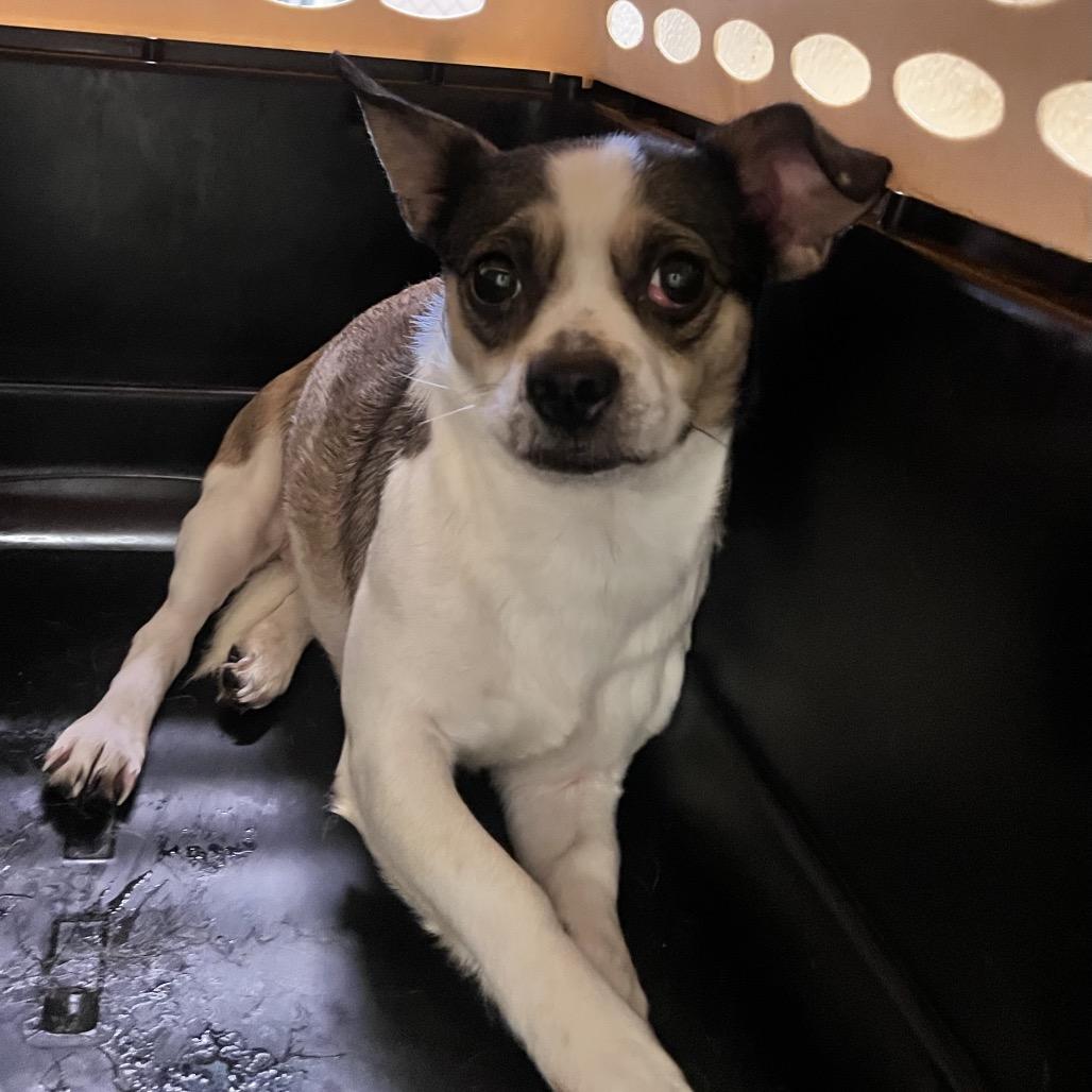 Tesla — thumbnail 2