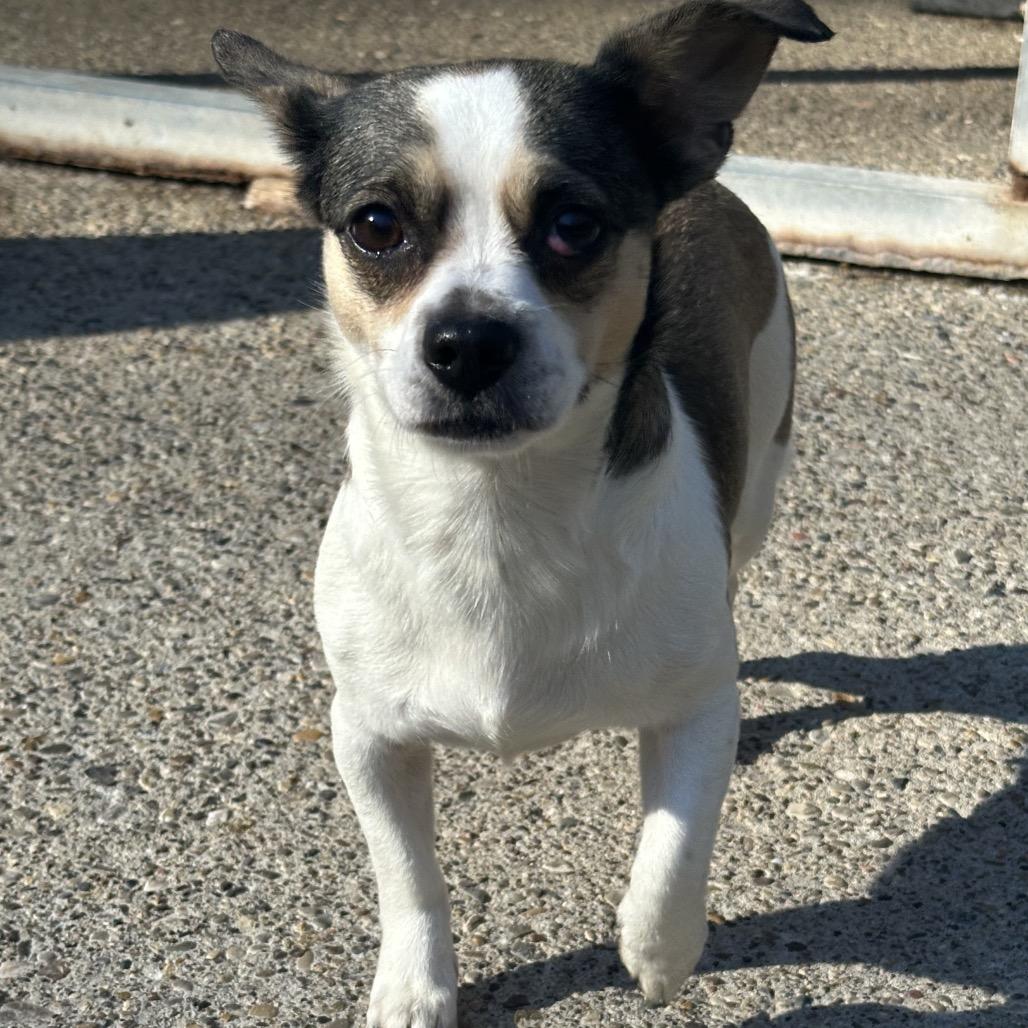 Tesla — thumbnail 3