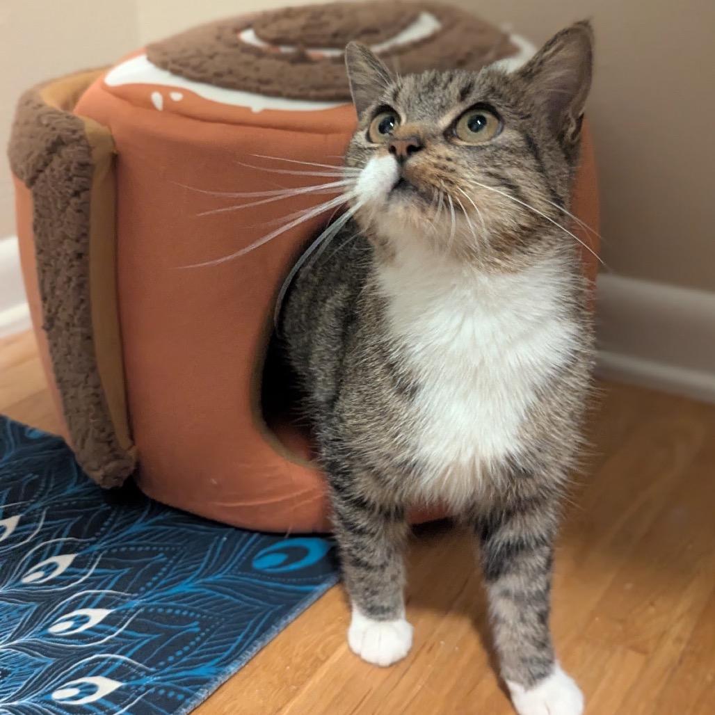Dolly, Adoptable, Adult Female Domestic Short Hair.