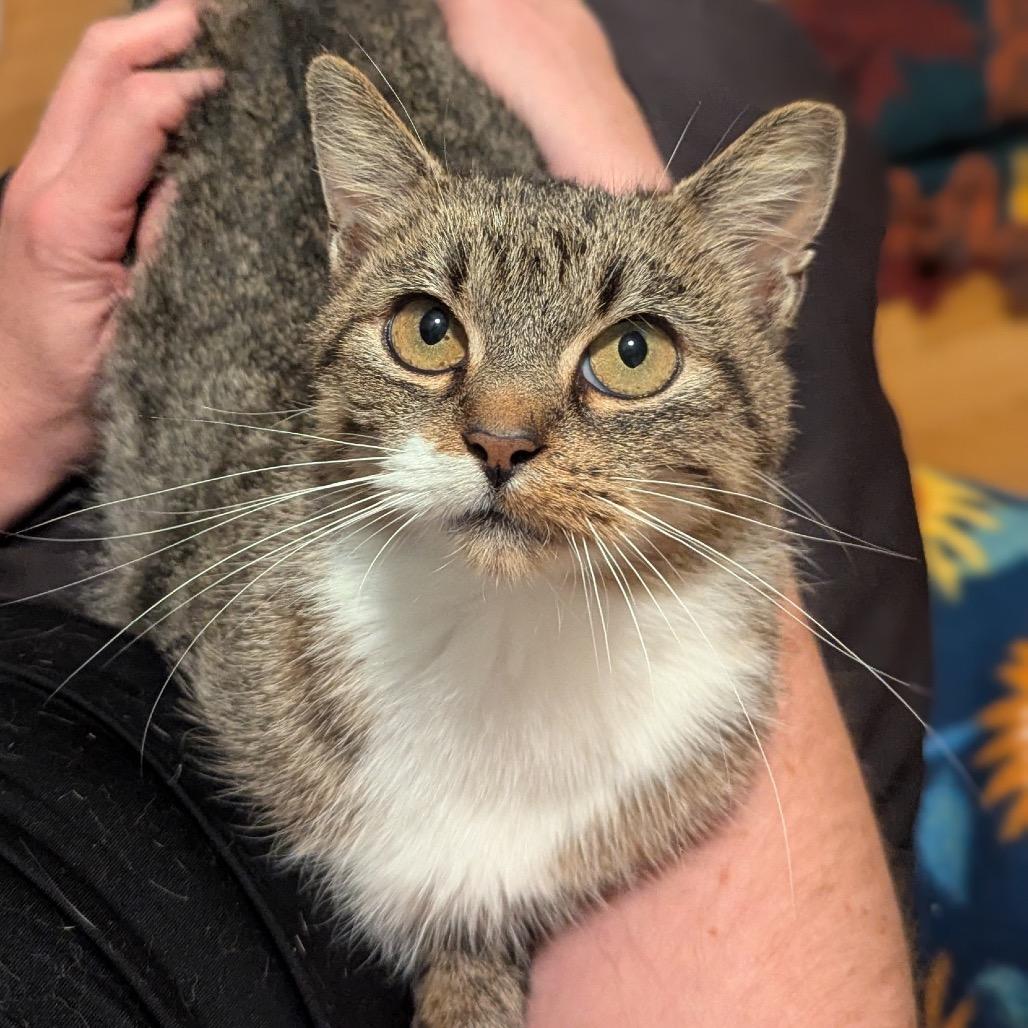 Enlarge Dolly, a Adoptable Domestic Short Hair in Milwaukee, WI image 3/5