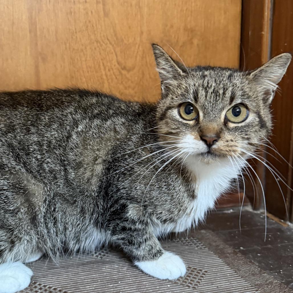 Enlarge Dolly, a Adoptable Domestic Short Hair in Milwaukee, WI image 5/5