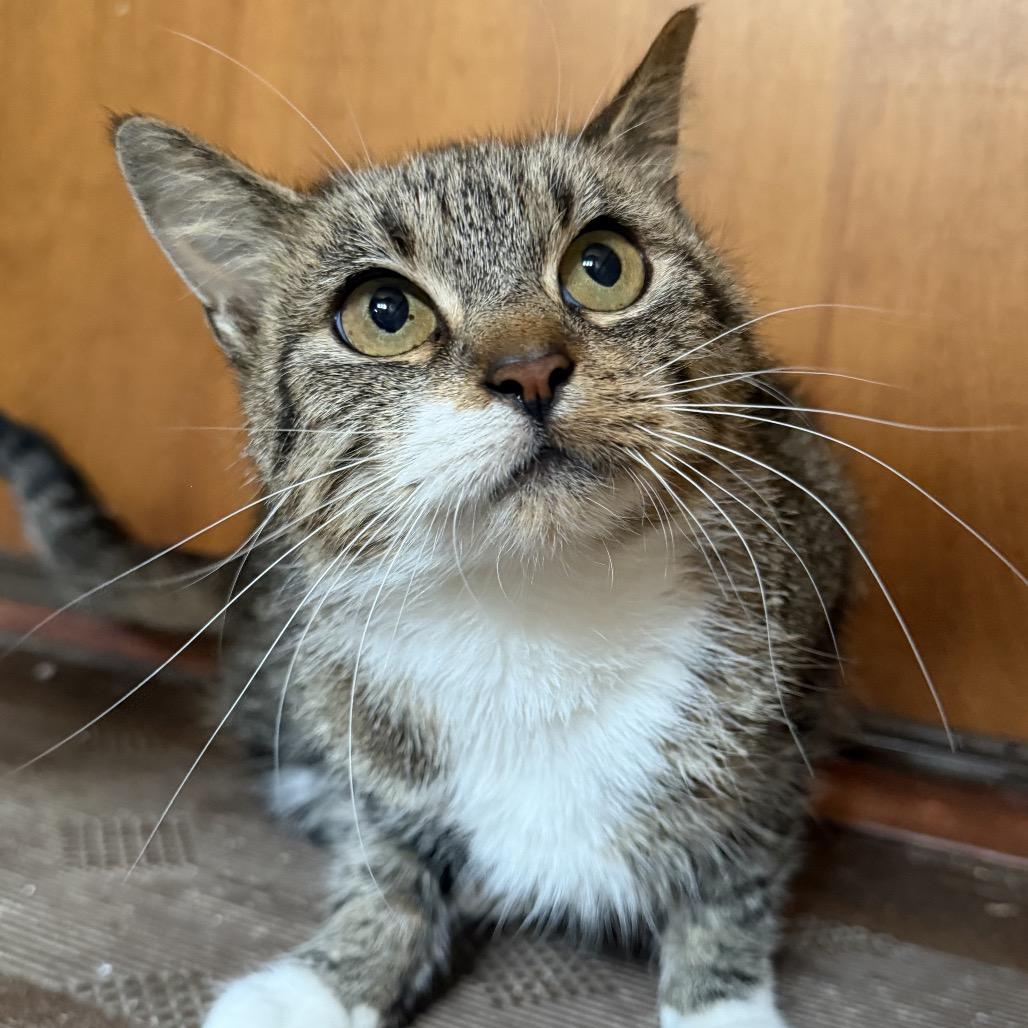 Enlarge Dolly, a Adoptable Domestic Short Hair in Milwaukee, WI image 2/5