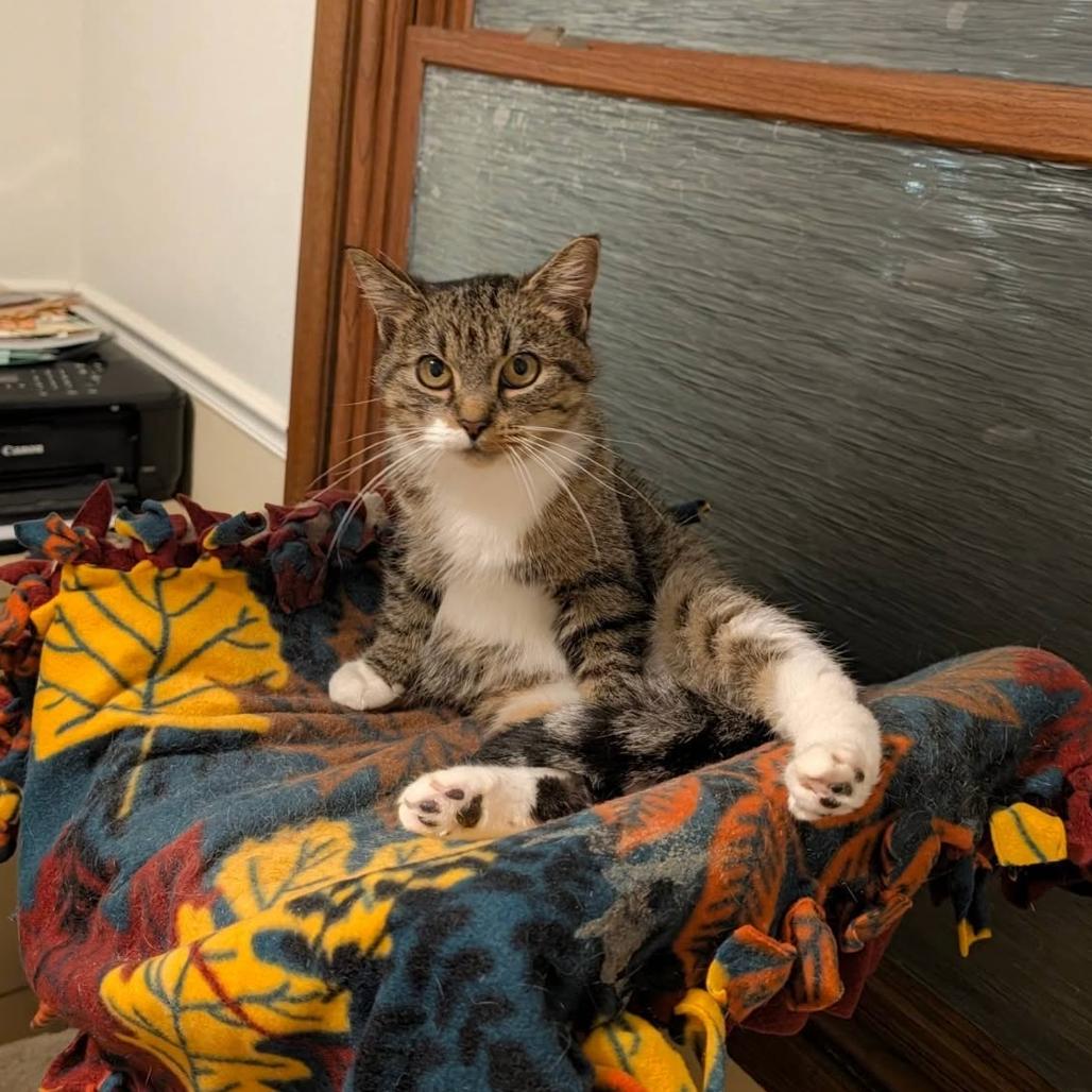 Enlarge Dolly, a Adoptable Domestic Short Hair in Milwaukee, WI image 4/5